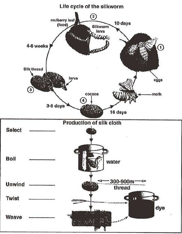 The diagrams below show the life cycle of the silkworm and the stages