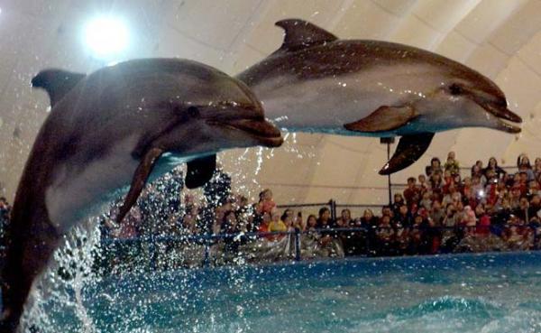 essays on animal cruelty in circuses essays on animal cruelty in circuses