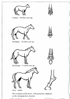 The diagrams below show the development of the horse over a period of