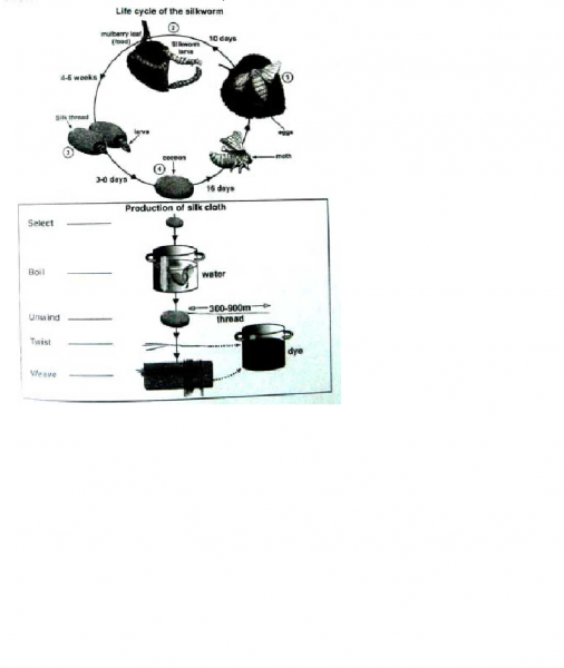 Silkworm pictures for kids image