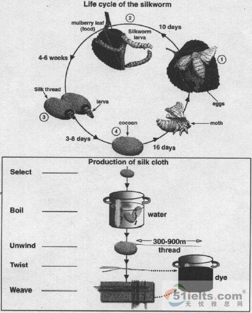 The diagrams below show the life cycle of the silkworm and