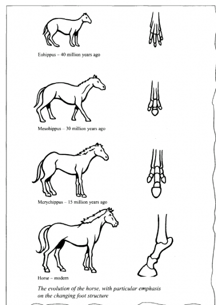 Horse Evolution Chart