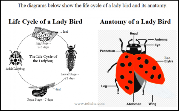 Ladybird Chart