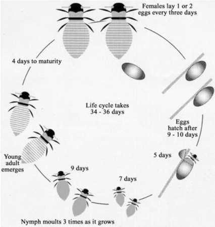 Bee Life Cycle Chart