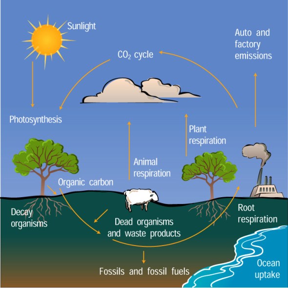 Carbon essay