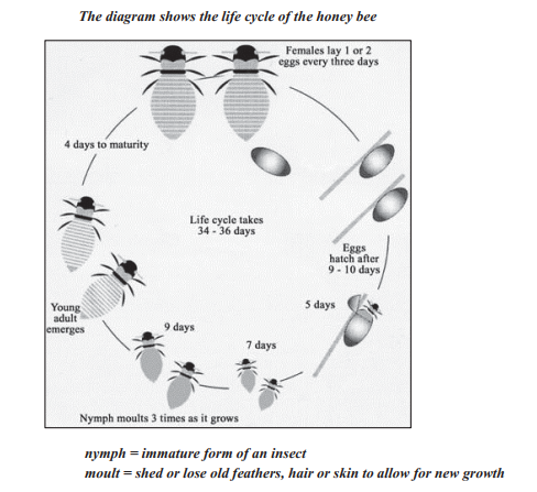 Bee Life Cycle Chart