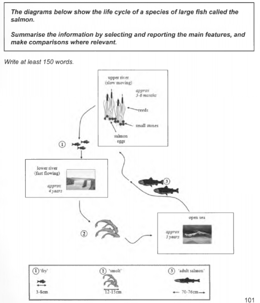 Life cycle of salmon fish Life cycle of salmon fish picture
