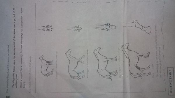 The diagram below show the development of the horse over a period of 40