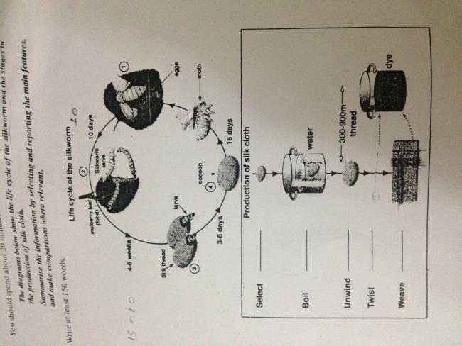 Cocoon of silkworm image