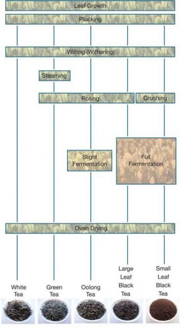 process writing of making tea